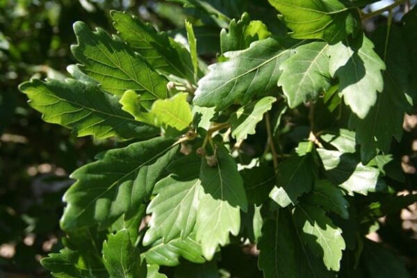 Quercus Turneri Pseuoturneri_particolare