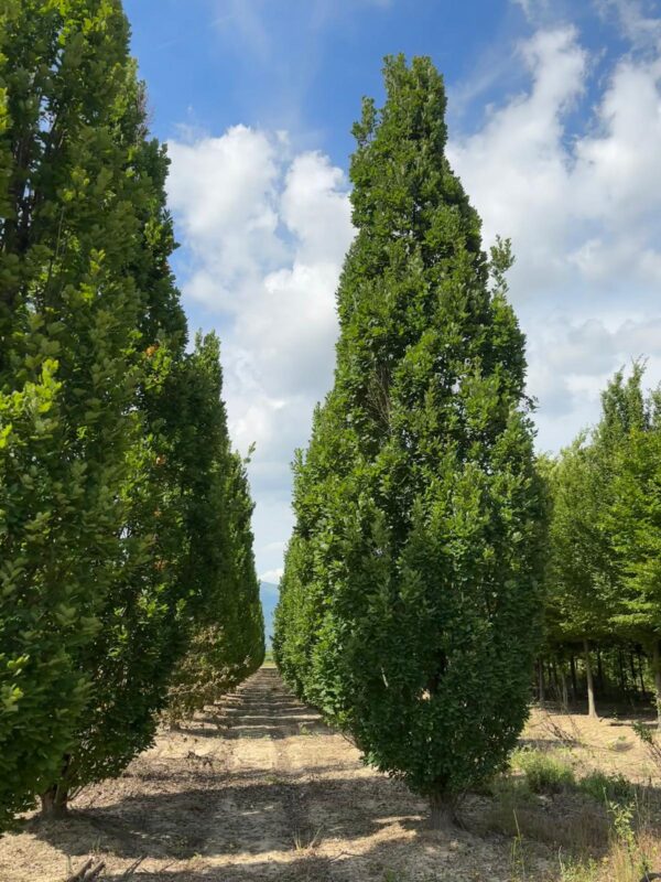 Quercus robur fastigiata koster