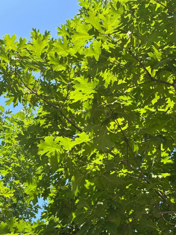 Quercus rubra foglie