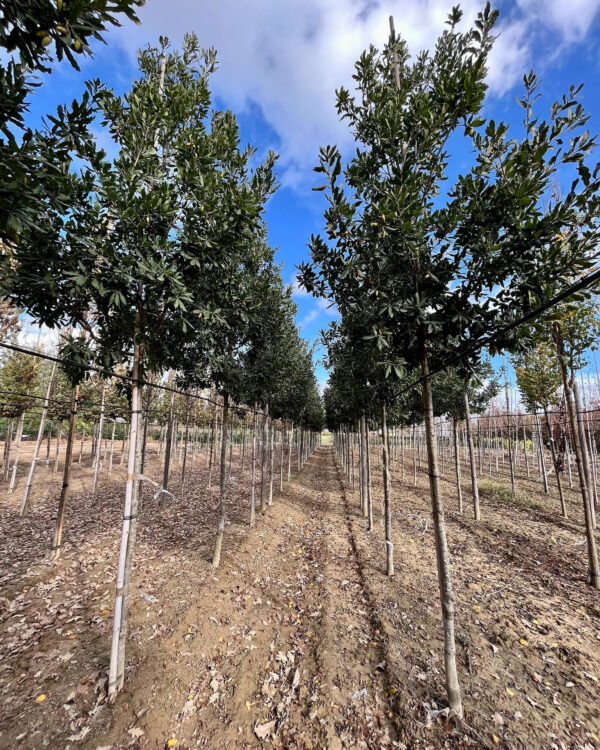 Quercus turneri Pseudoturneri