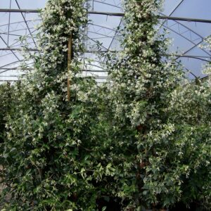 Rhyncospernum Jasminoides