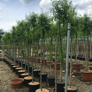 Salix Babylonica
