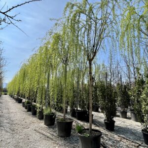 Salix babylonica