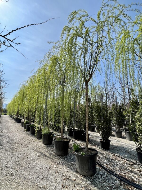 Salix babylonica