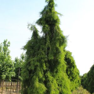 Taxodium Distichum Nutans