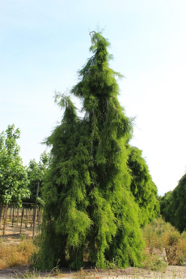 Taxodium Distichum Nutans