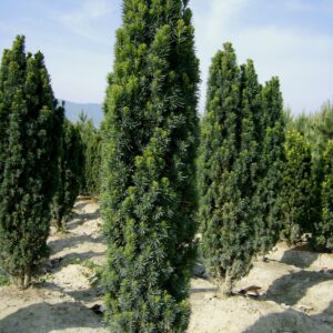 Taxus Baccata Fastigiata