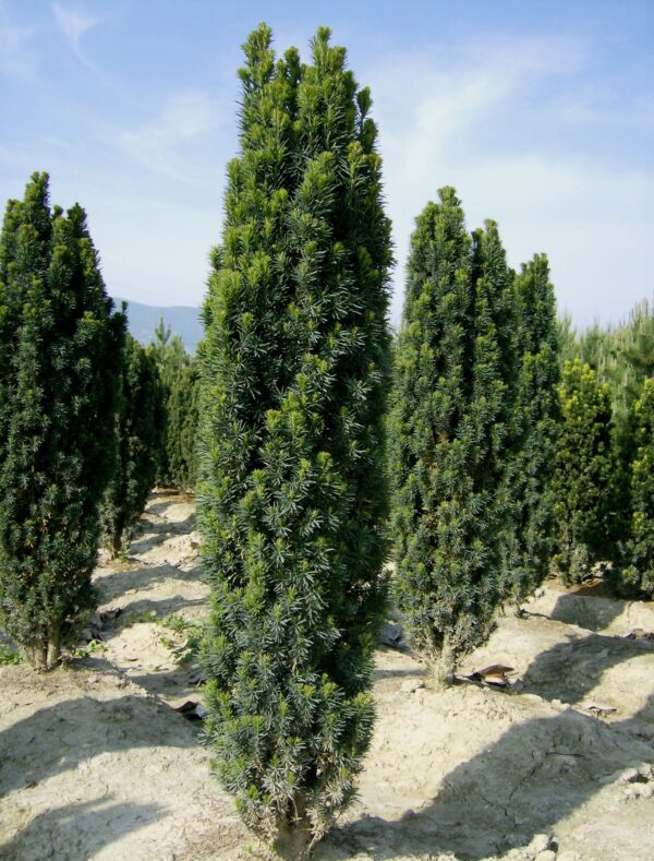 Taxus Baccata Fastigiata