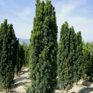 Taxus Baccata Fastigiata