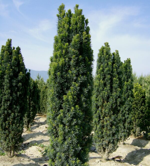 Taxus Baccata Fastigiata