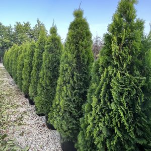 Thuja occidentalis Smaragd