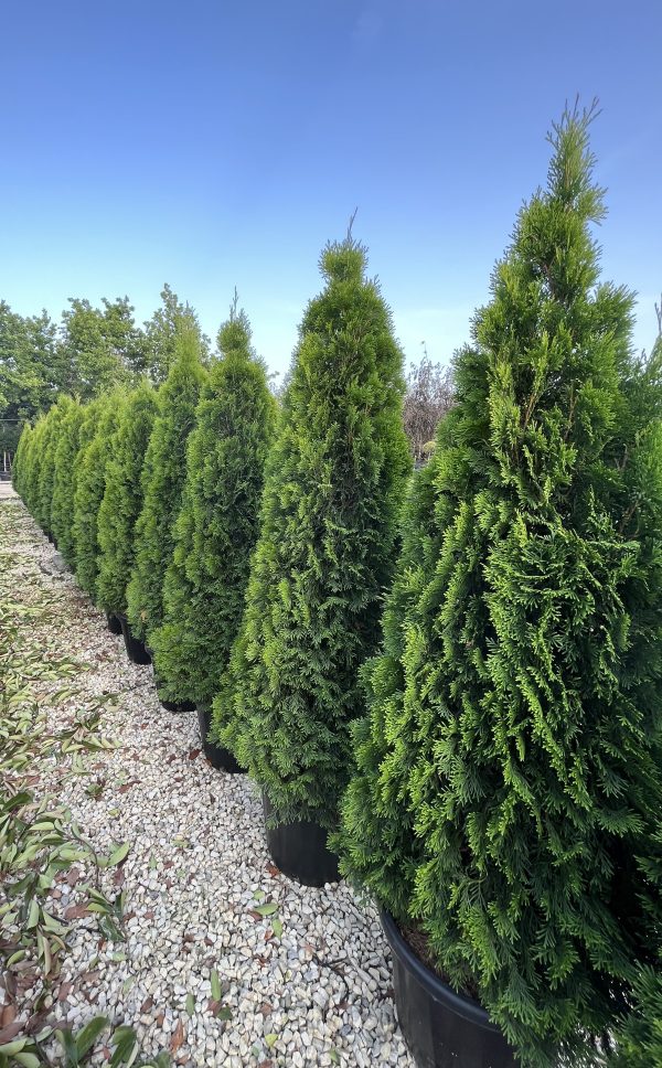 Thuja occidentalis Smaragd