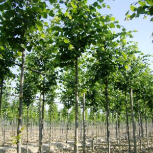 Tilia europea Pallida