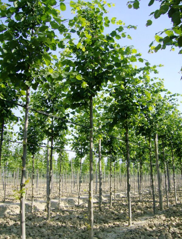 Tilia europea Pallida