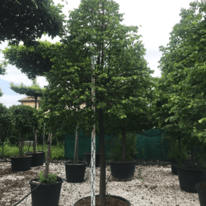 Tilia cordata Winter Orange