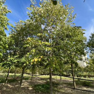 Tilia tomentosa