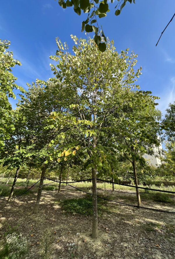 Tilia tomentosa