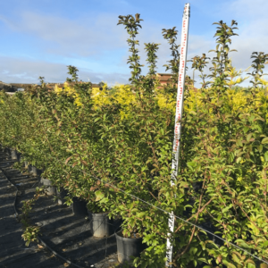 Viburnum bodnantense Dawn