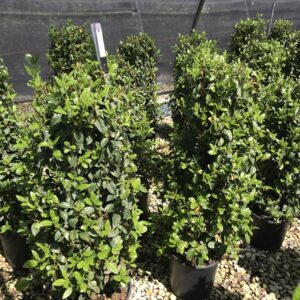Viburnum Tinus Eve Price