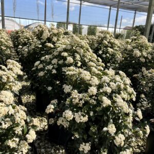 Viburnum tinus eve price