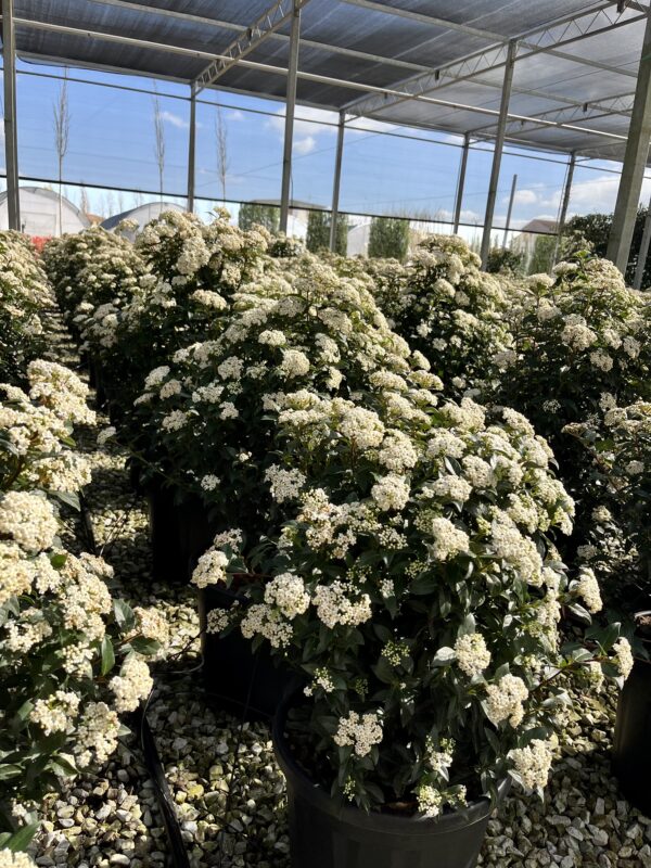 Viburnum tinus eve price