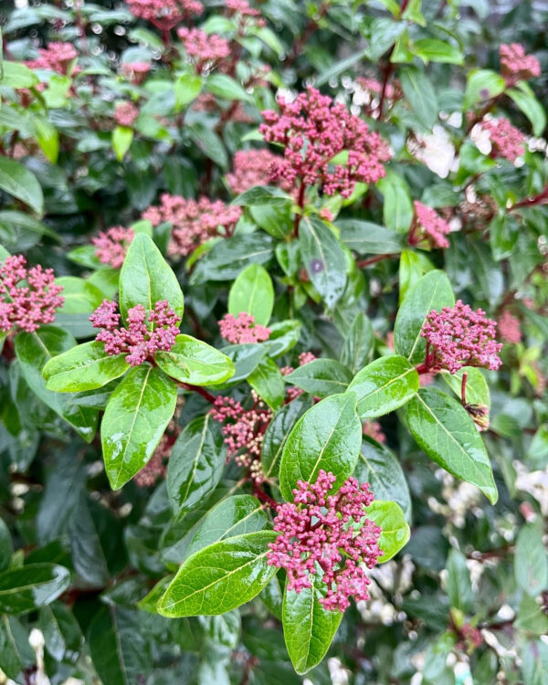 Viburnum tinus eve price Knospe