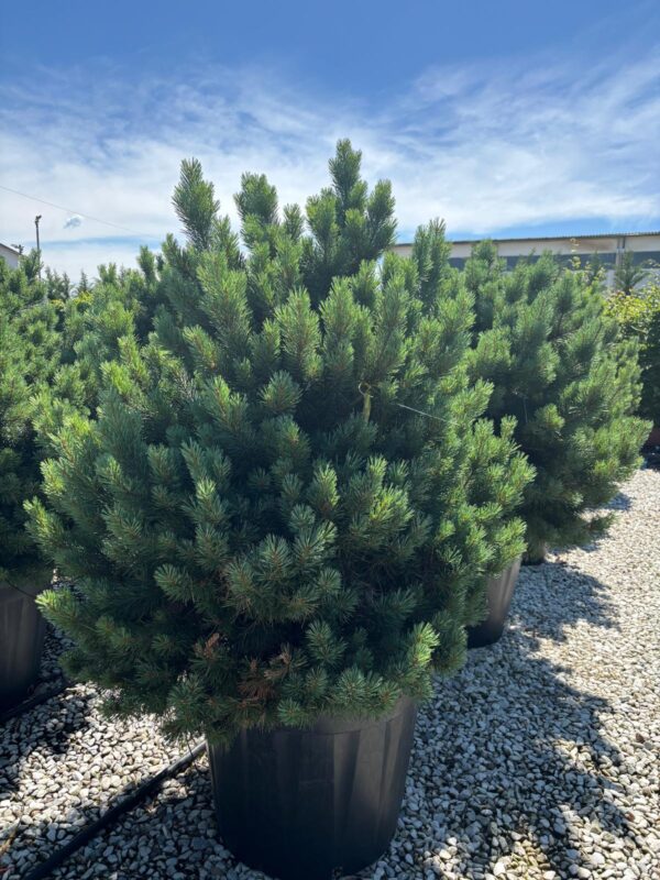 Pinus sylvestris Watererii