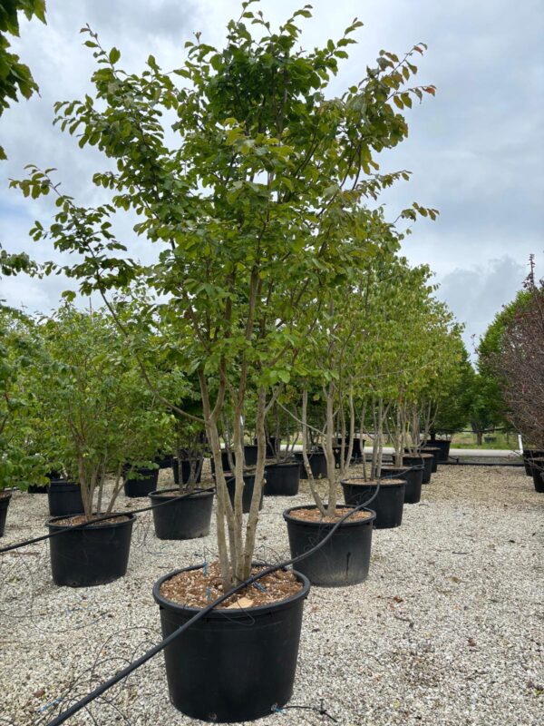 Parrotia persica fungo