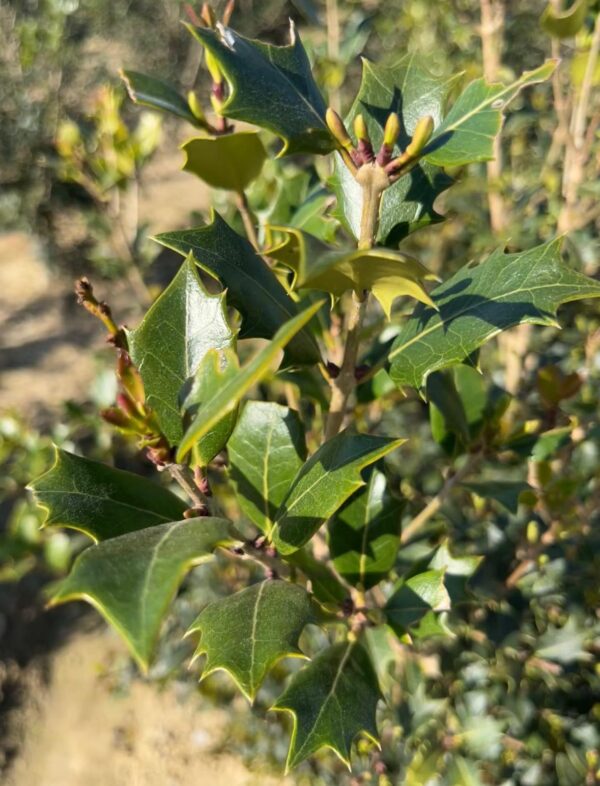 Osmanthus ilicifolius heterophyllus
