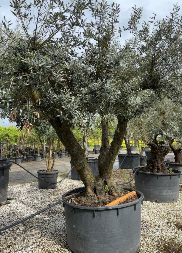 Olea europaea