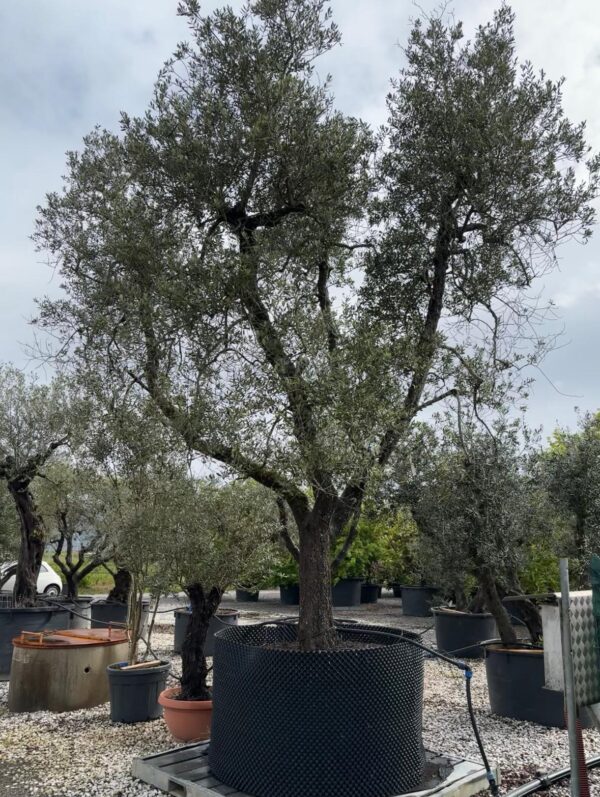 Olea europaea