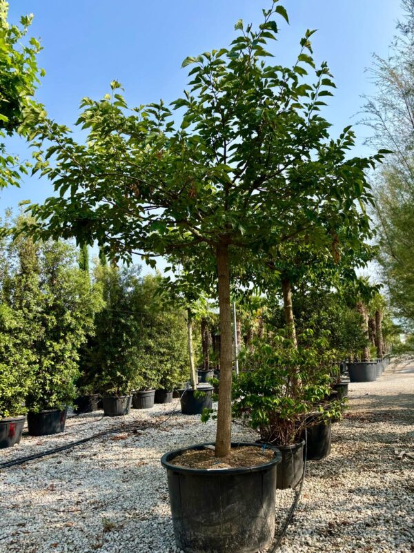 Morus platanifolia Fruitless alto fusto