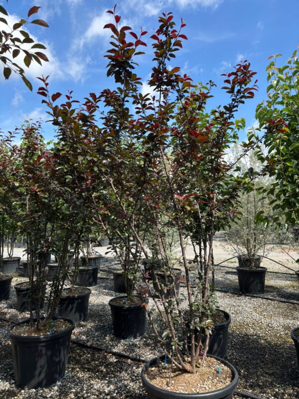 Malus toringo scarlett