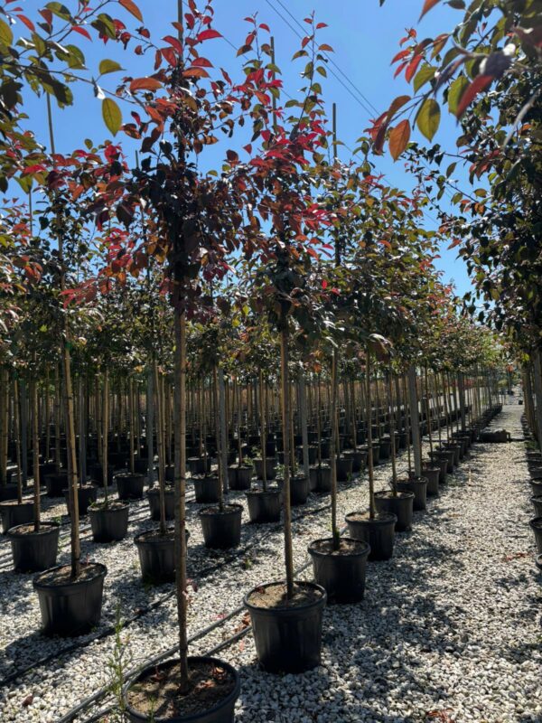 Malus coccinella