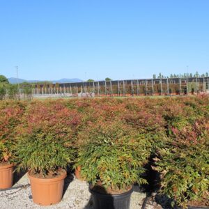 nandina gulf stream clt45