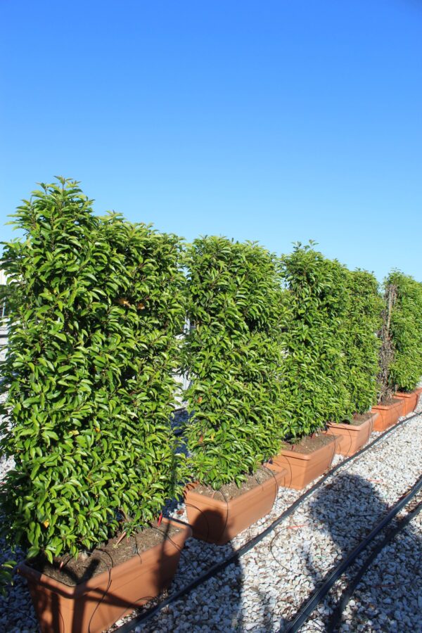Prunus lusitanica 'Brenelia' ® Spalliera