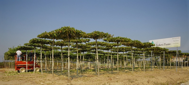 Platanus Acerifolia Tetto