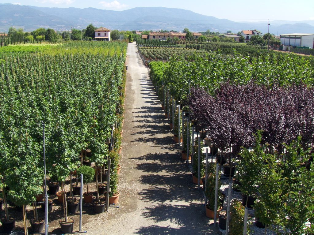 Panoramica Vivaio Righetti Piante