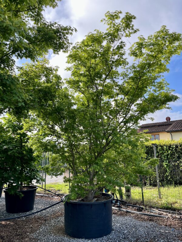 Acer palmatum