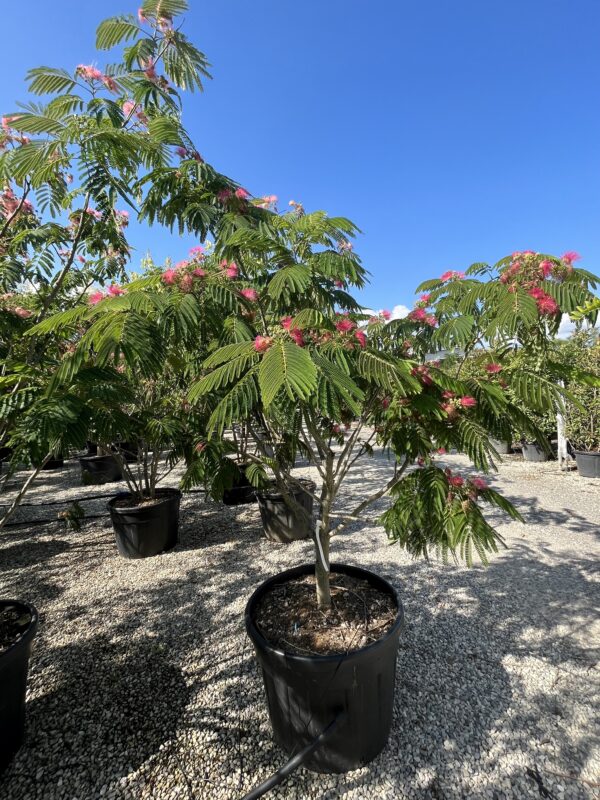 Albizia juilibrissin Rossa