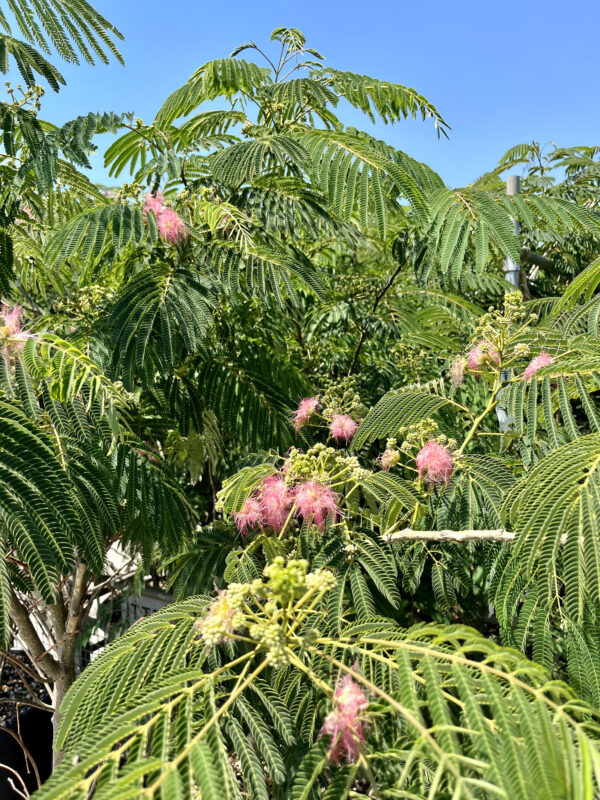 Albizia julibrissin rossa