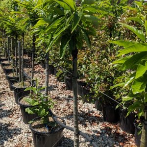 Castanea sativa half standard