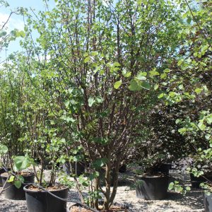 Cercis siliquastrum