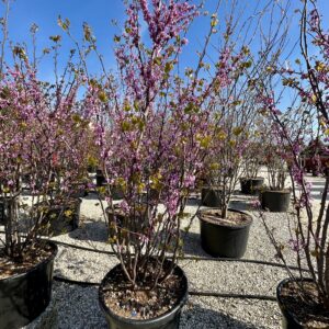 Cercis siliquastrum