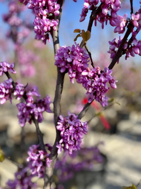 Cercis siliquastrum fiori