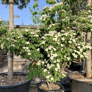 Cornus Kousa Milky Way