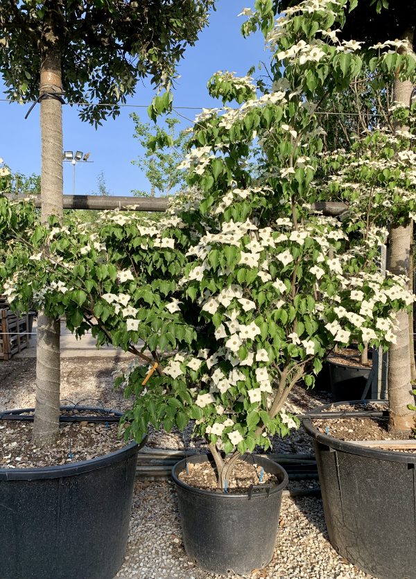 Cornus Kousa Milky Way