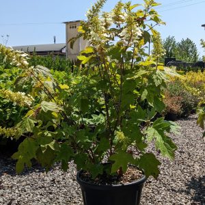 Hydrangea quercifolia