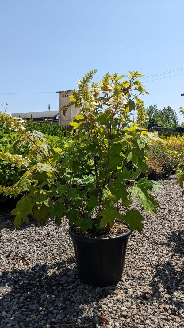 Hydrangea quercifolia