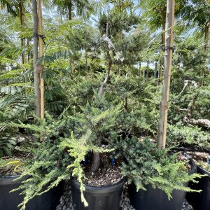 Juniperus conferta Schlager